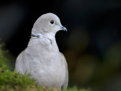 Turkse Tortel/Collared dove
