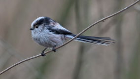 Staartmees/long-tailed tit