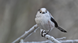 Staartmees/long-tailed tit