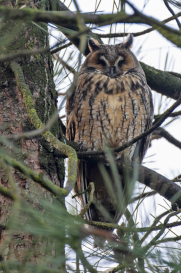 Ransuil/long eared owl