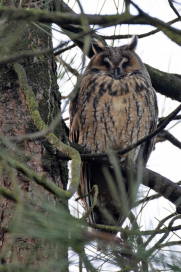 Ransuil/long eared owl