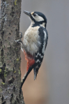 Grote Bonte Specht/Great Spotted Woodpecker