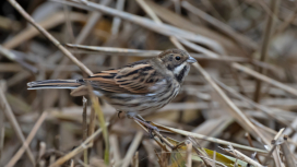 Rietgors/Reed Bunting